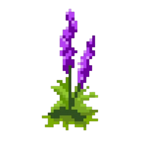 Lavender